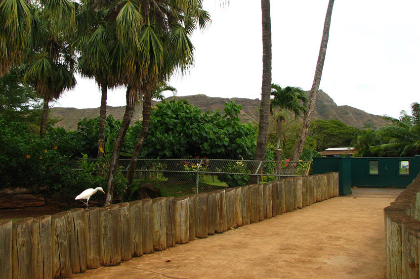 View to Diamond Head from Honolulu Zoo