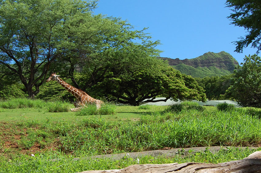 Diamond Head View