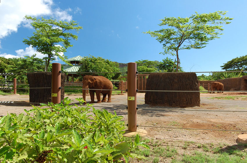 Elephants