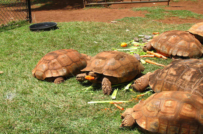 Hungry Turtles