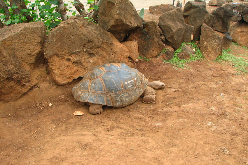 Sleepy Turtle