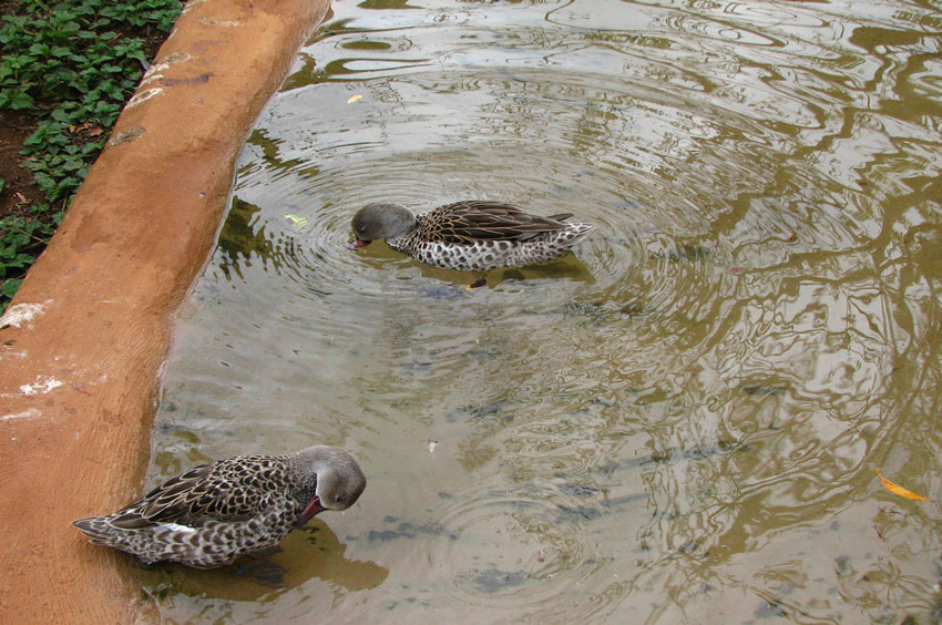 Small Ducks