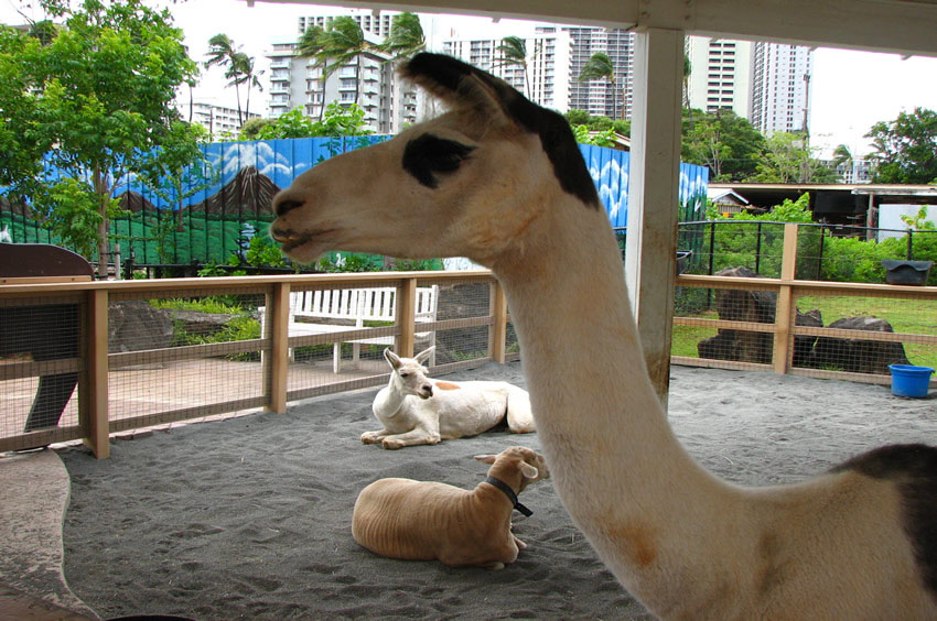 The Lama Fernando