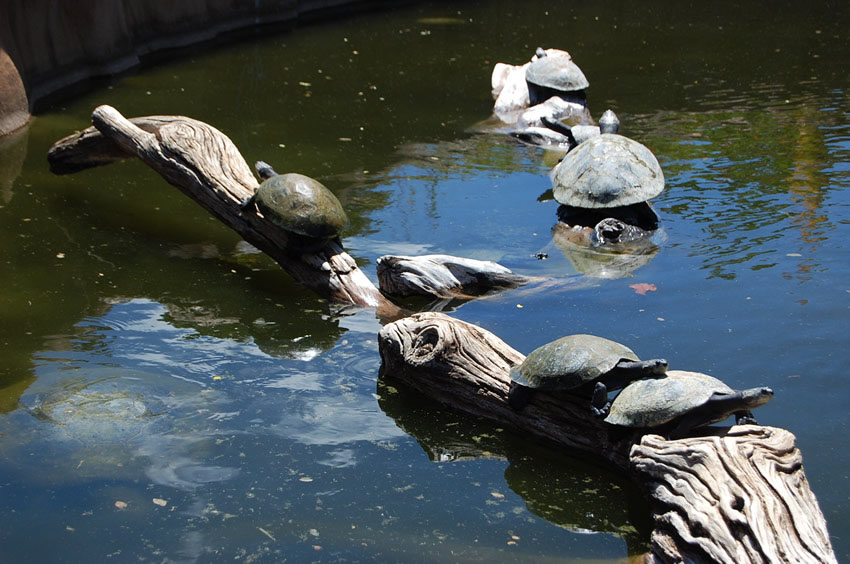Turtles