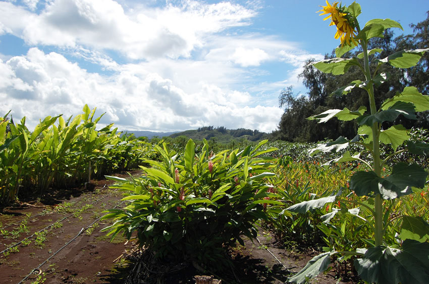 Farm View 2