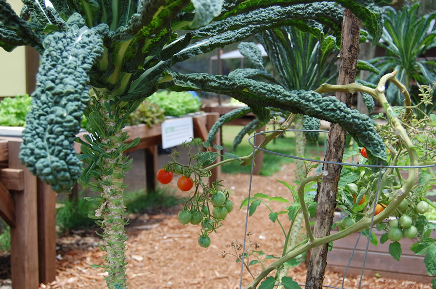 Kale and Tomatoes