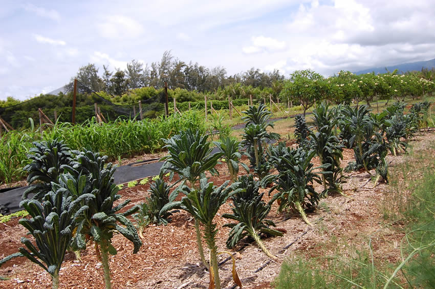 Kale Garden 3