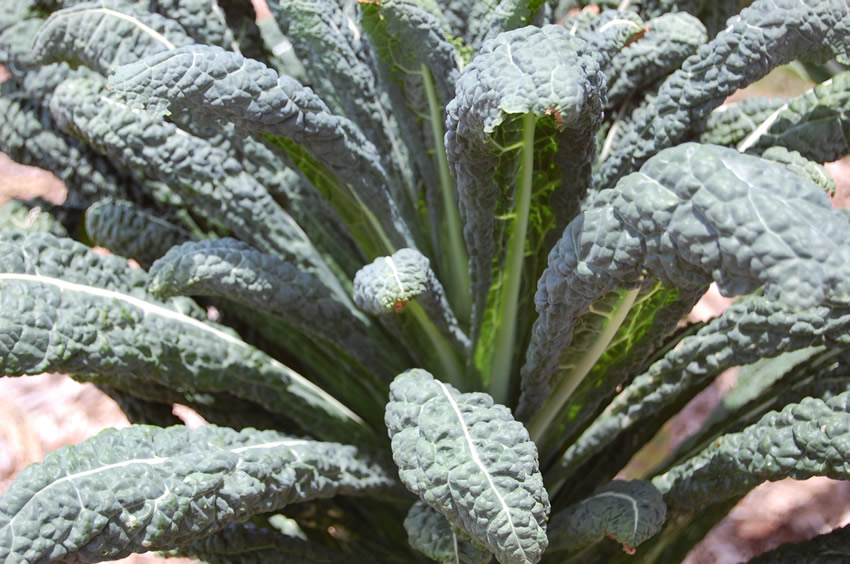 Kale Leaves
