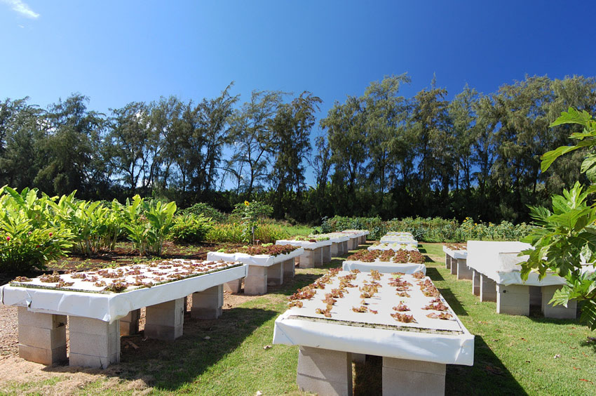 See How Lettuce Grow