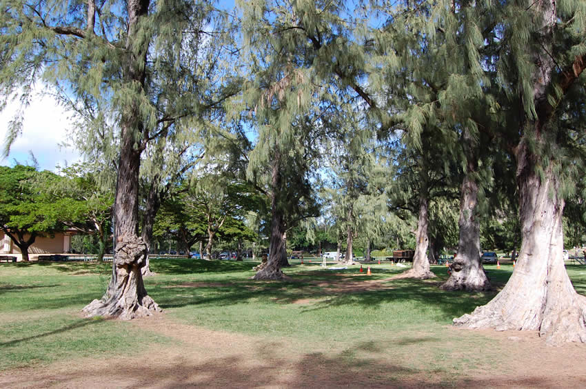 Green Trees
