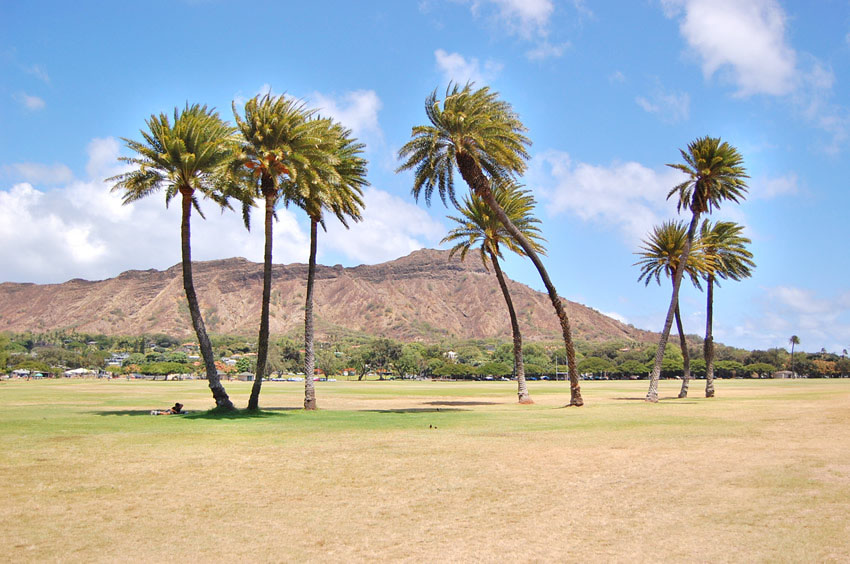 Palmtrees in the Park