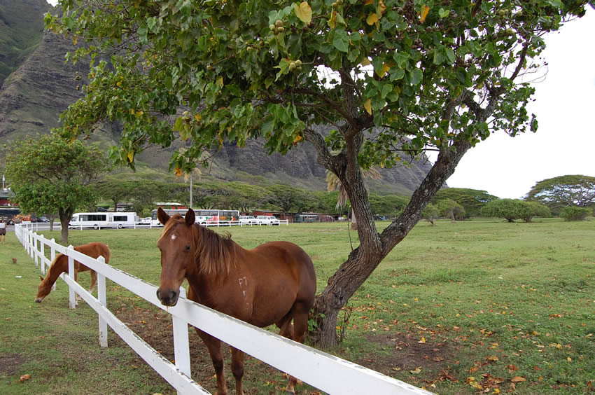 Happy Horses
