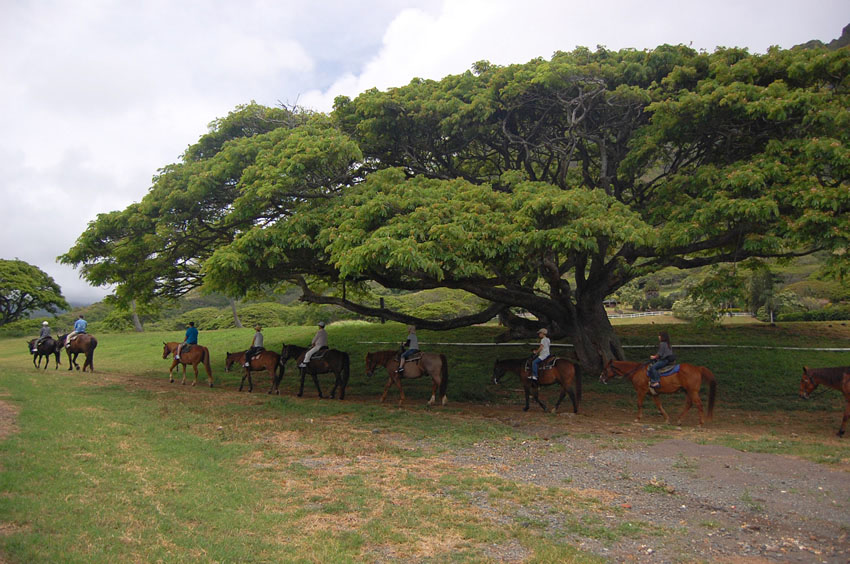 Horseback Tours