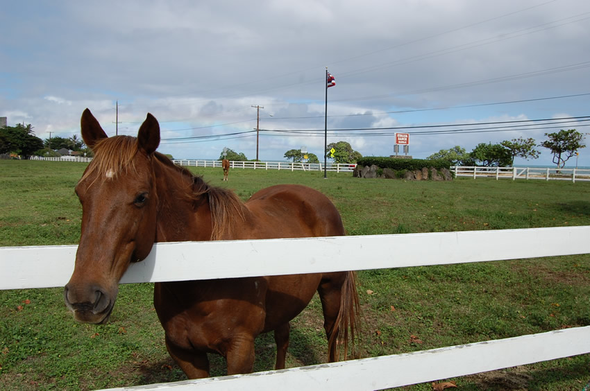 Tame Horse