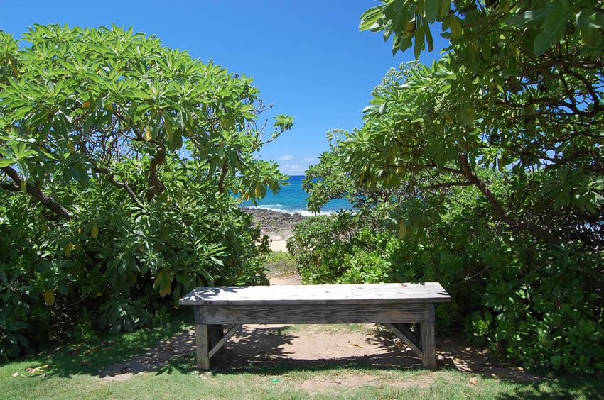 Bench with View