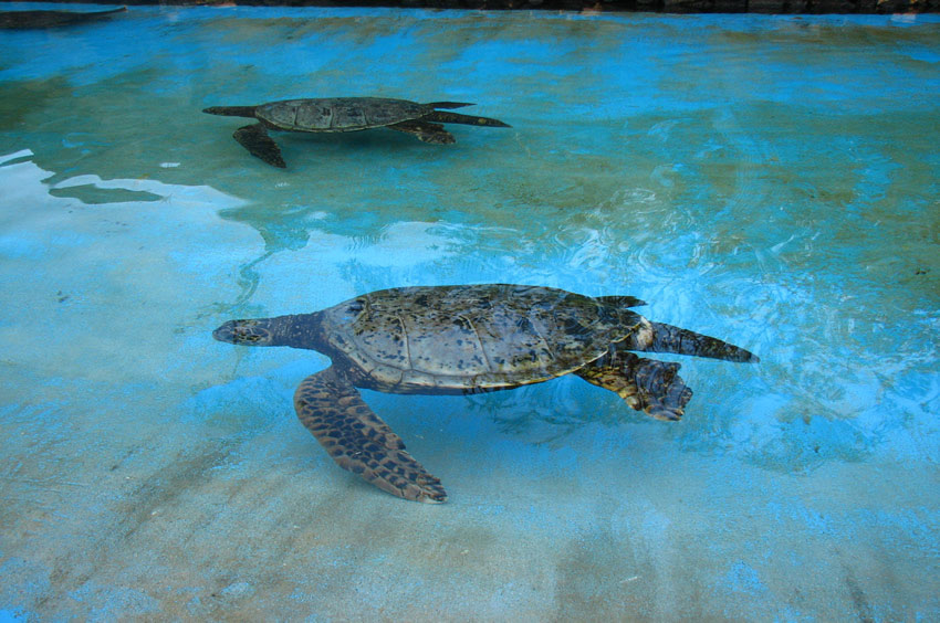 Honu
