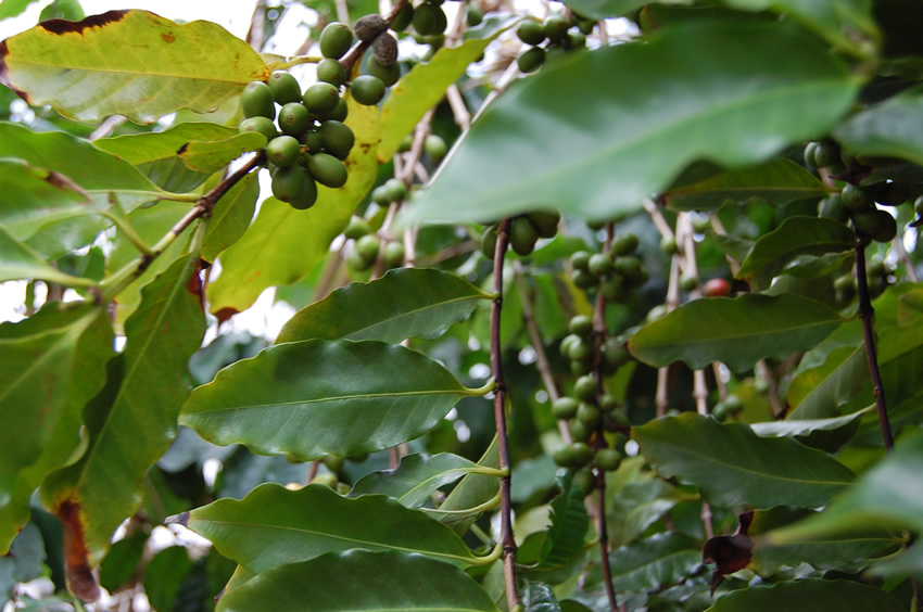 Coffee Beens