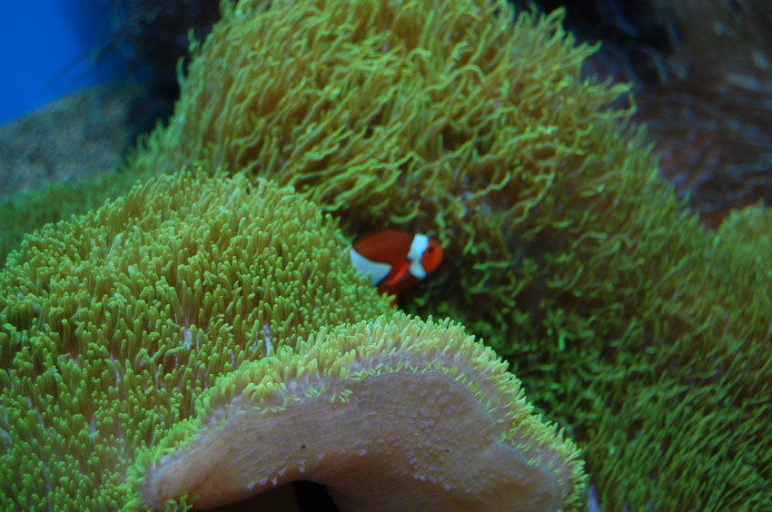 Clown Fish Hiding