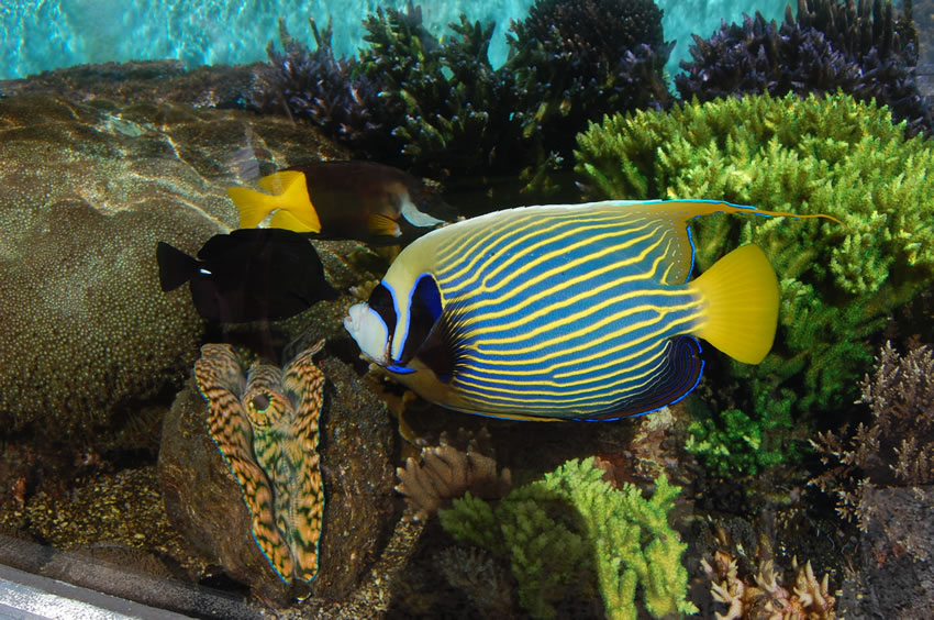 Colorful Fish