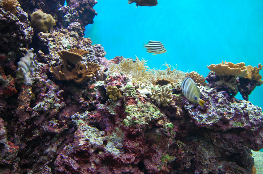 Hawaiian Coral