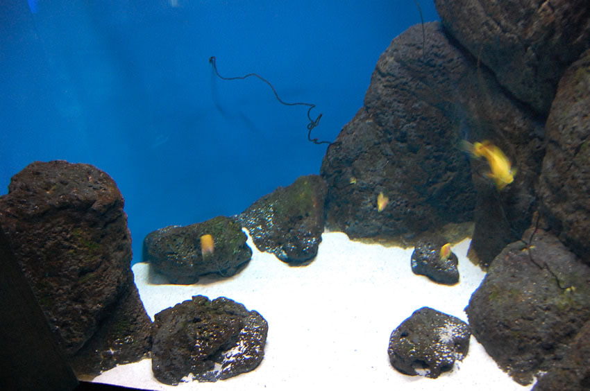 Lanai Reef