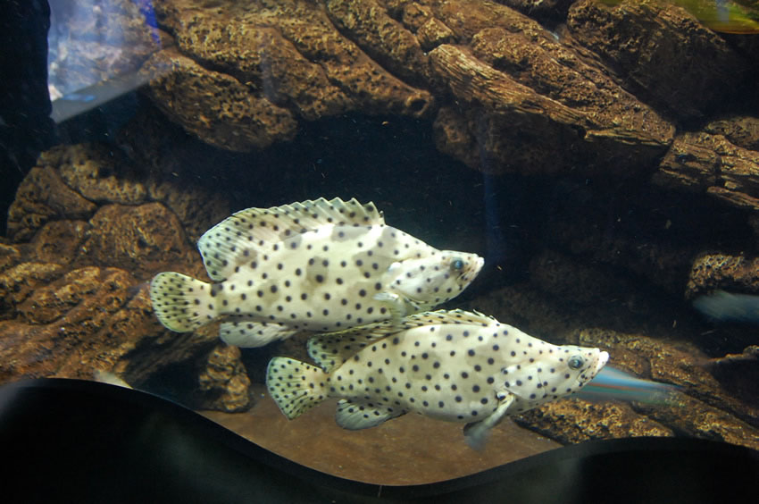 Pretty Tropical Fish