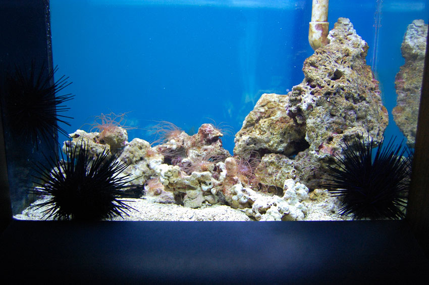 Sea Urchin