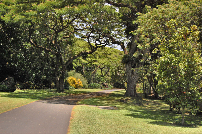Monkeypod Trees