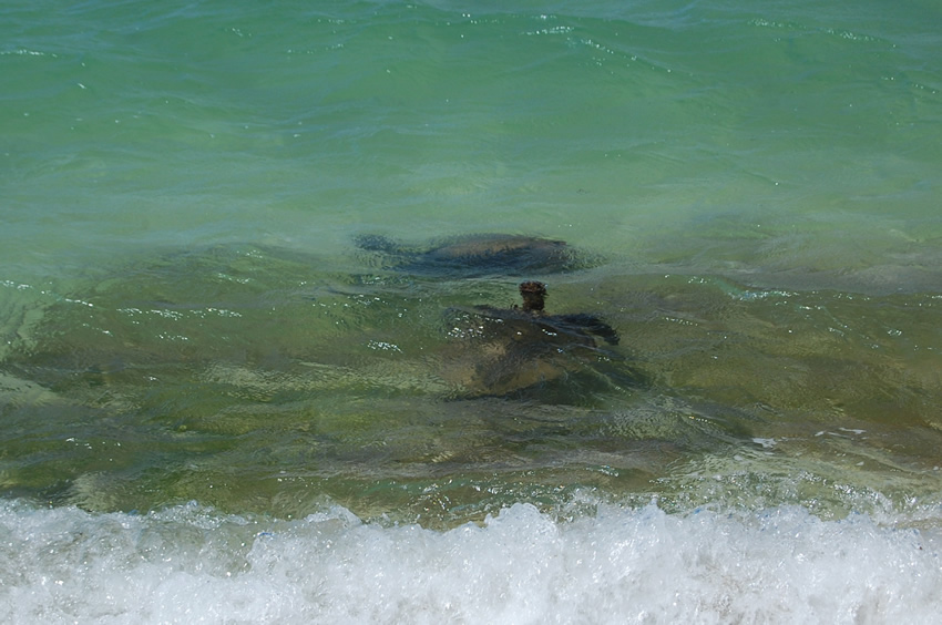 Sea Turtles Honus