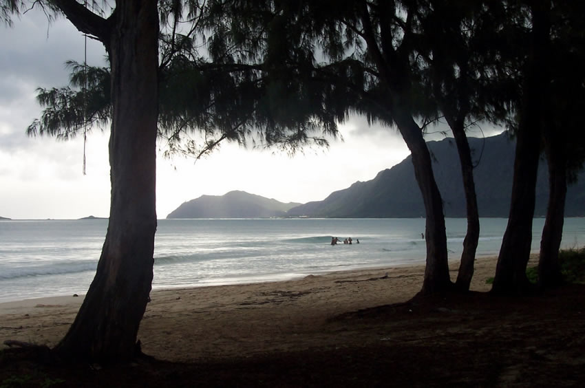 Beach Trees