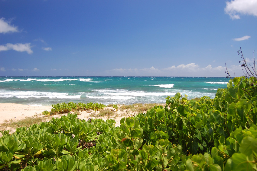 Beach Naupaka
