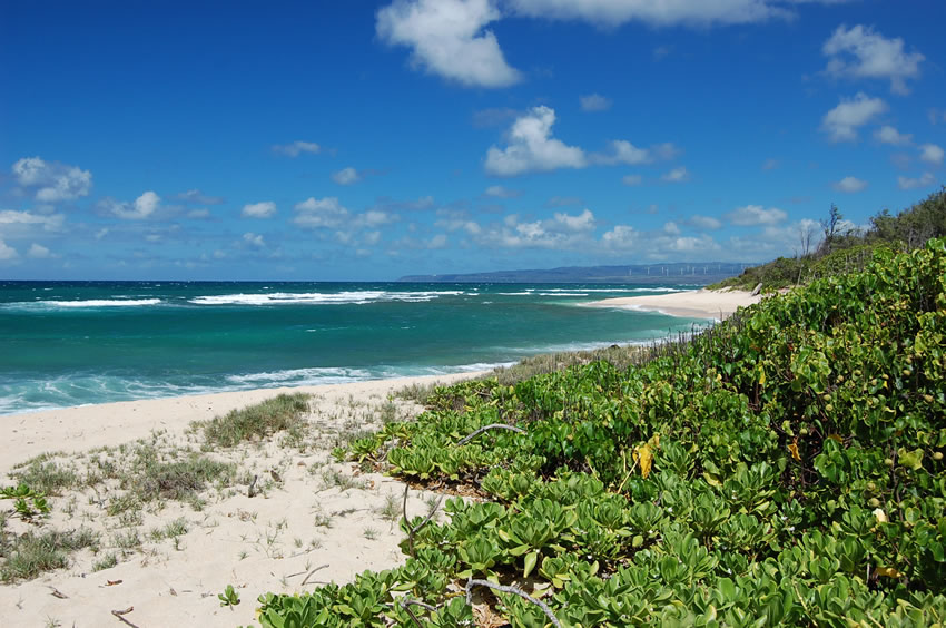 Beach Naupaka 2
