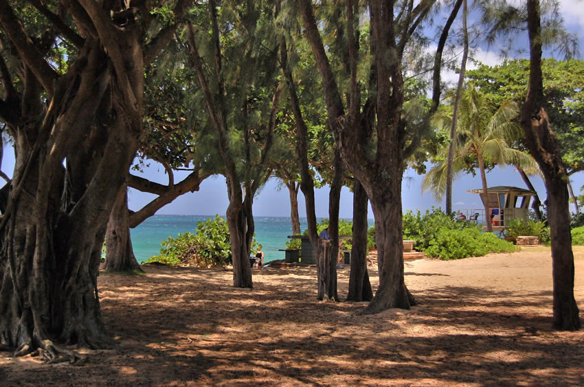 Ironwood Trees
