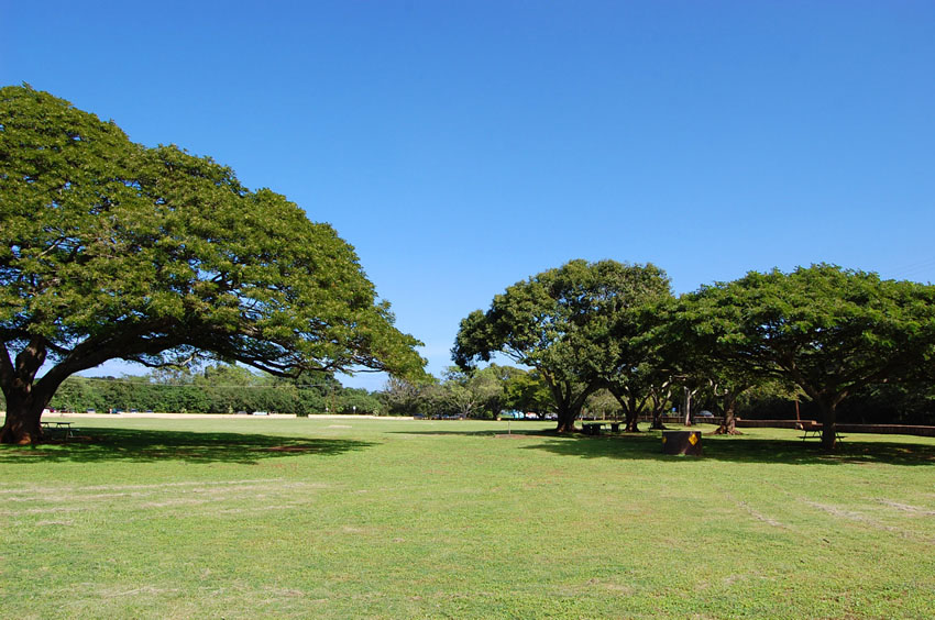 Big Trees in the Park