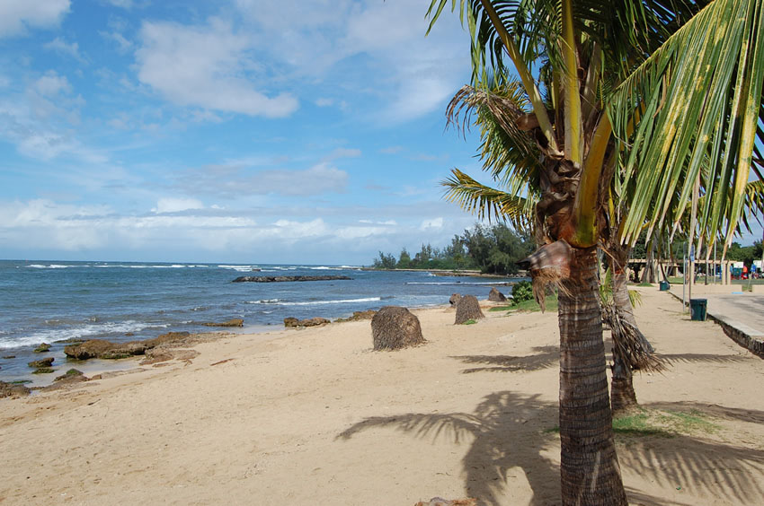 Palm Trees on the Beach