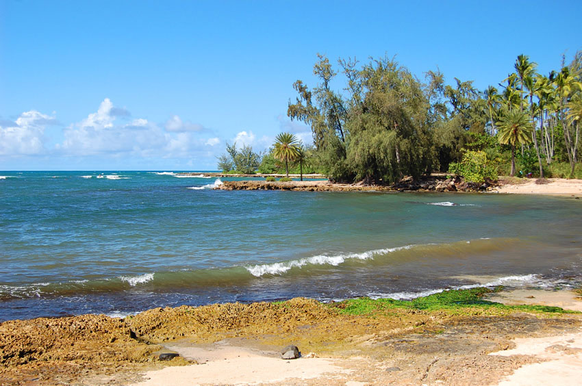 Palmtrees by the Beach