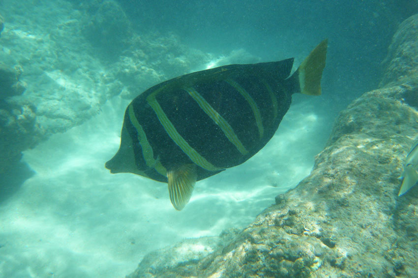 Tropical Fish