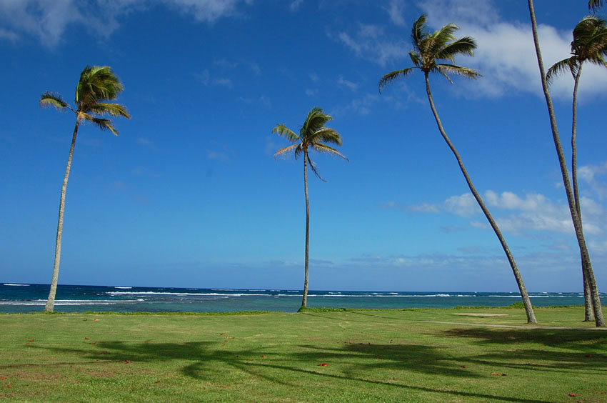 Beachfront Palm Trees 2