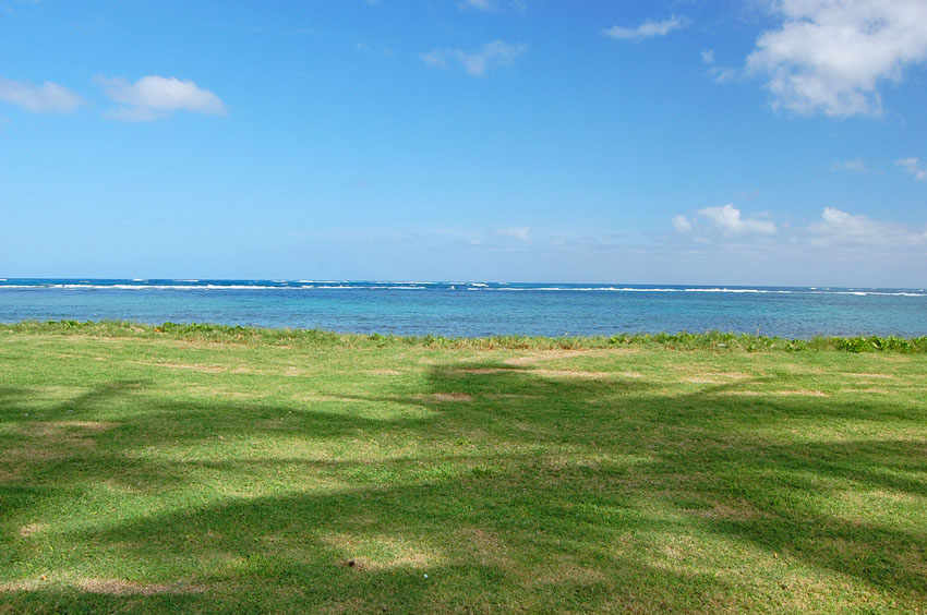 Palm Tree Shade Reflects in the Grass