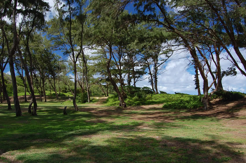 Park Trees