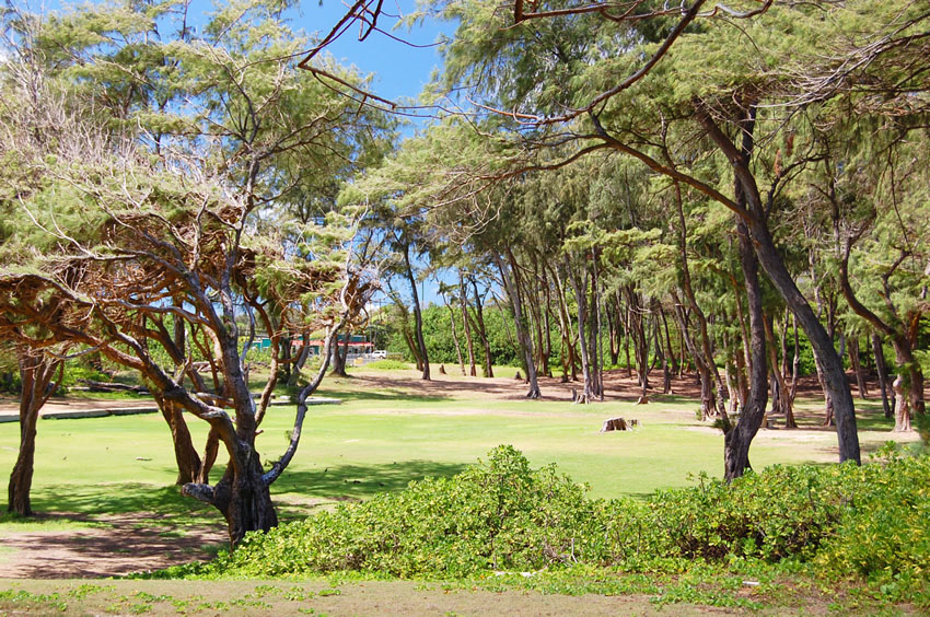 Park with Plenty of Shade