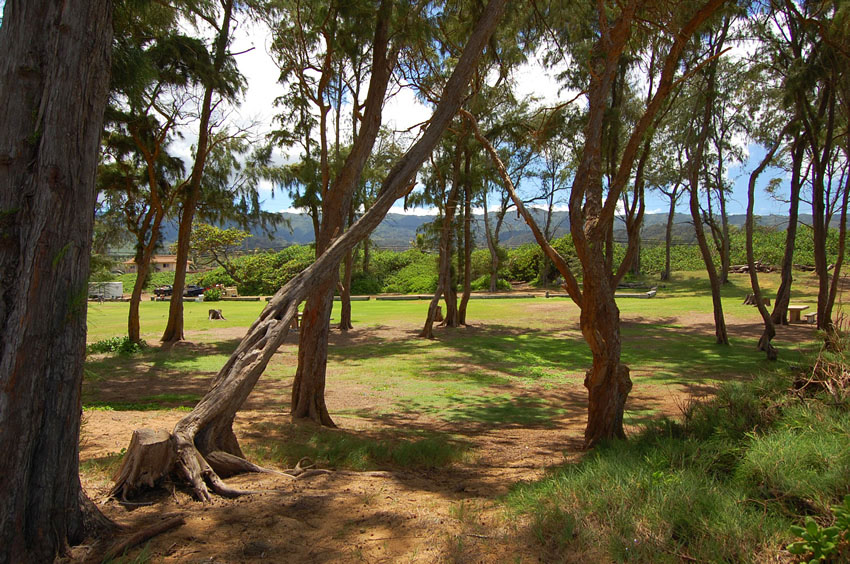 Park with Plenty of Shade 2