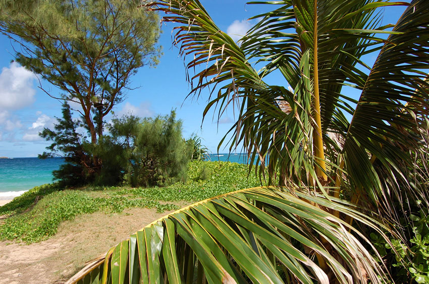 Tropical Views
