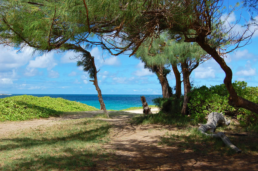 Tropical Views 2