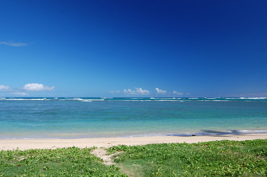 Beachfront Naupaka