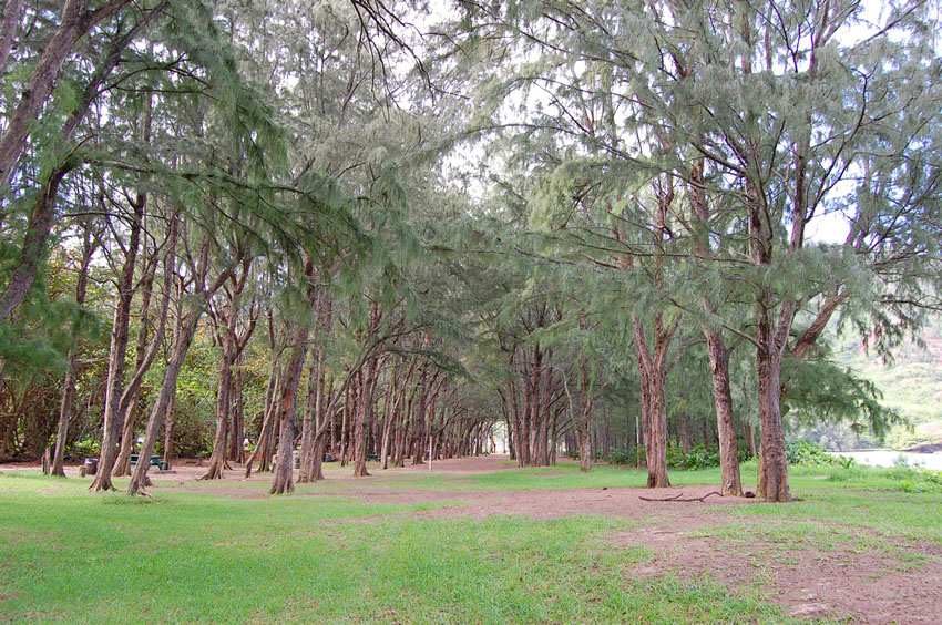 Beach Park Forest