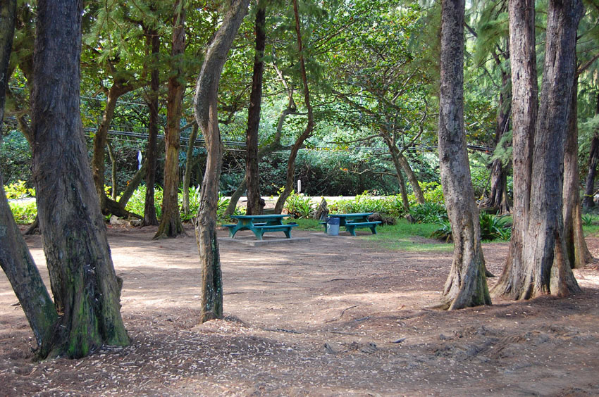 Picnic Area with Plenty of Shade