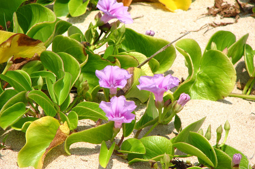 Kahuku Beach Flora