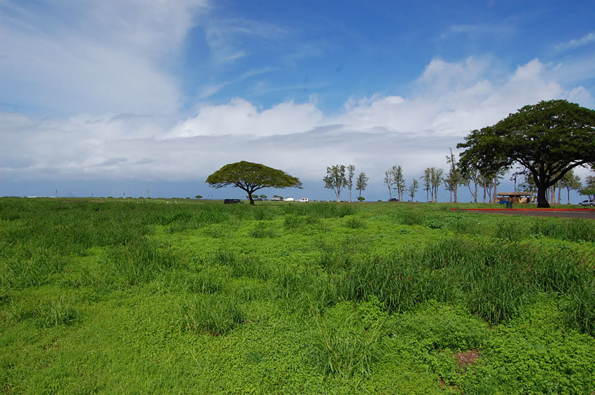 Grassy Area