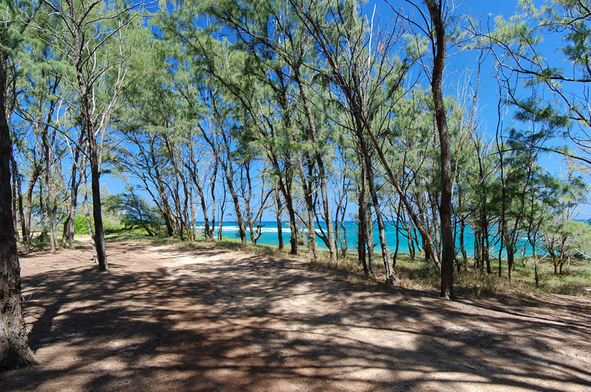 Beachfront Forest at Kaihalulu Beach